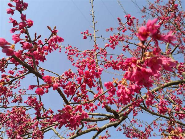 六道沟古镇樱花节