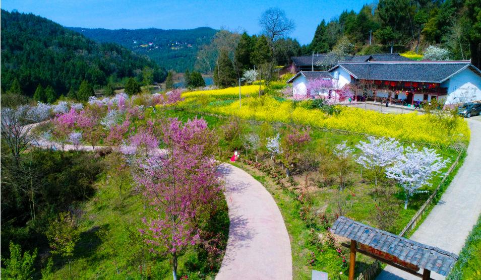 樱花基地(图1)