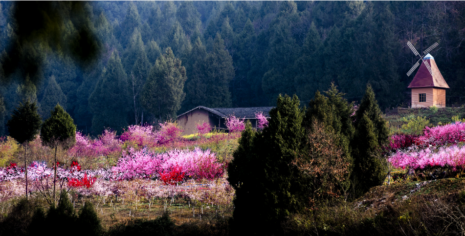 樱花基地(图1)