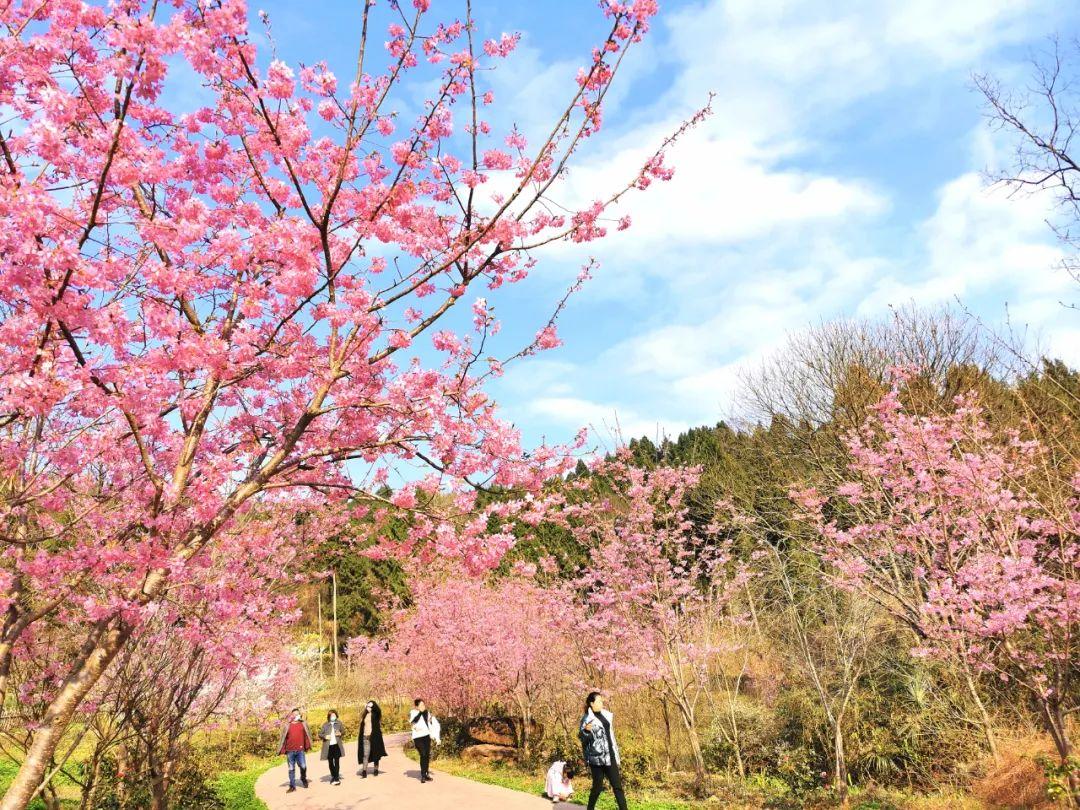 樱花基地(图1)