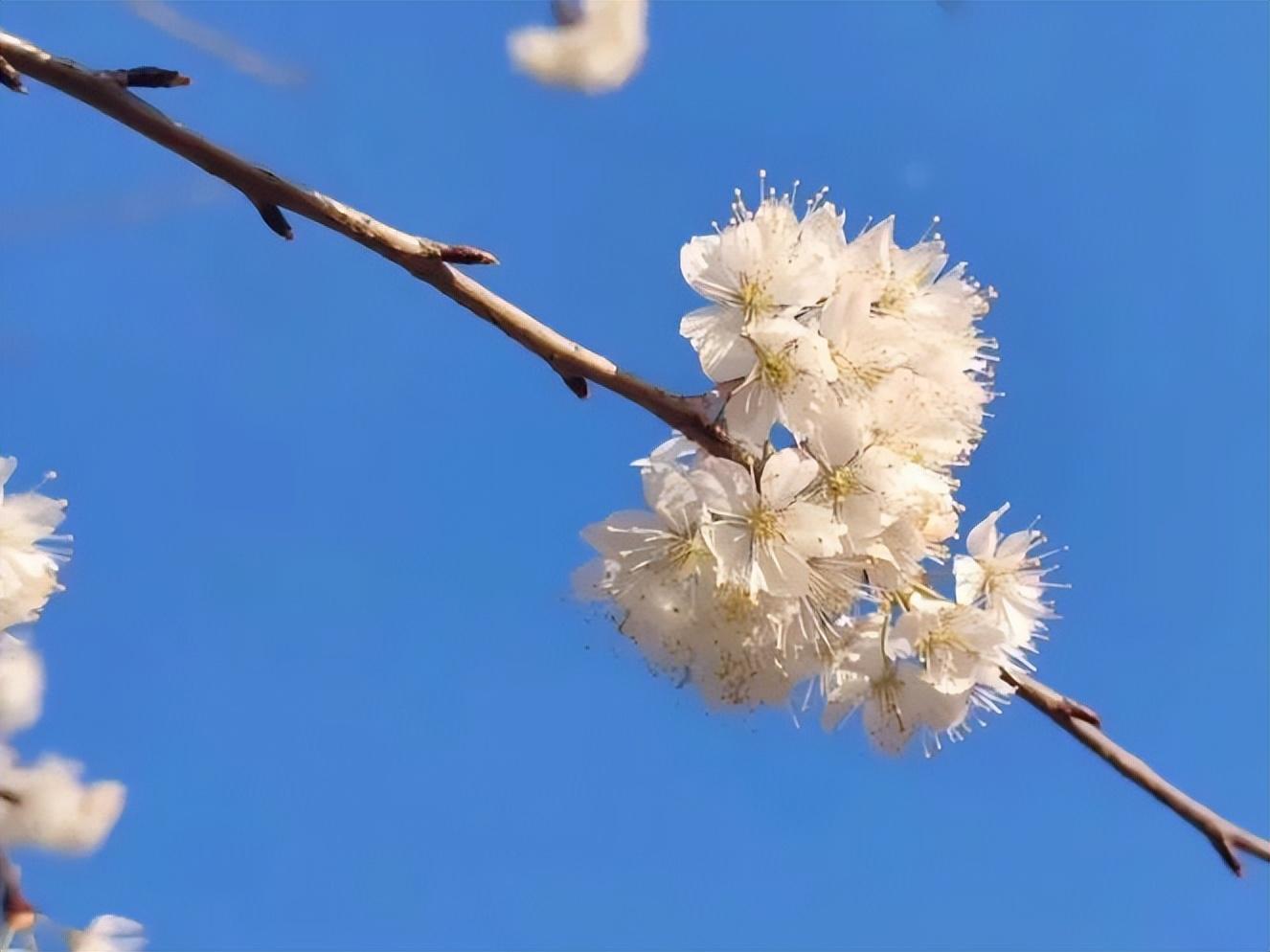 春游广元 | 2023年六道沟古镇樱花节活动来袭！(图14)