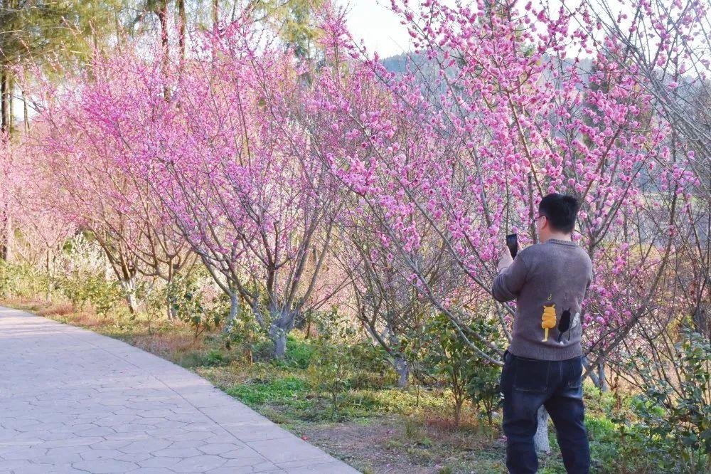 樱花基地(图1)