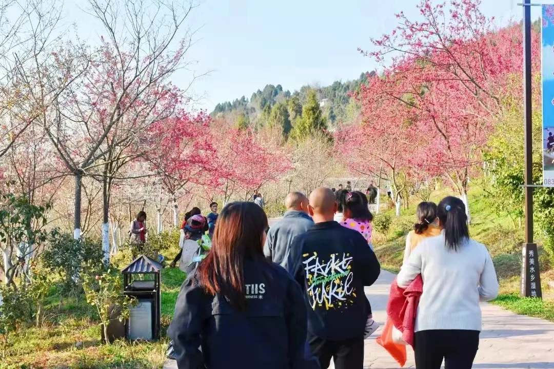 惊艳开场，六道沟古镇二月早樱稳稳拿下开年第一波浪漫