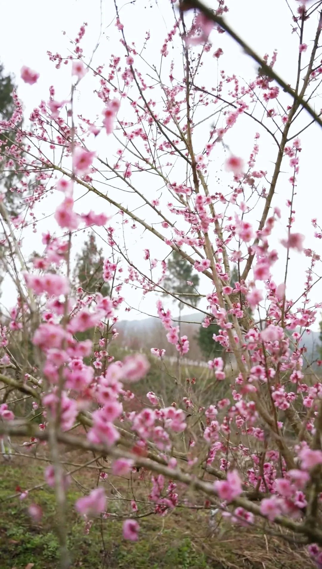 惊艳开场，六道沟古镇二月早樱稳稳拿下开年第一波浪漫