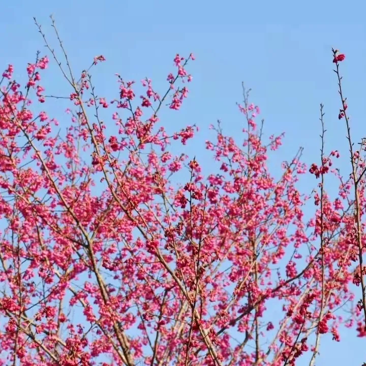 惊艳开场，六道沟古镇二月早樱稳稳拿下开年第一波浪漫